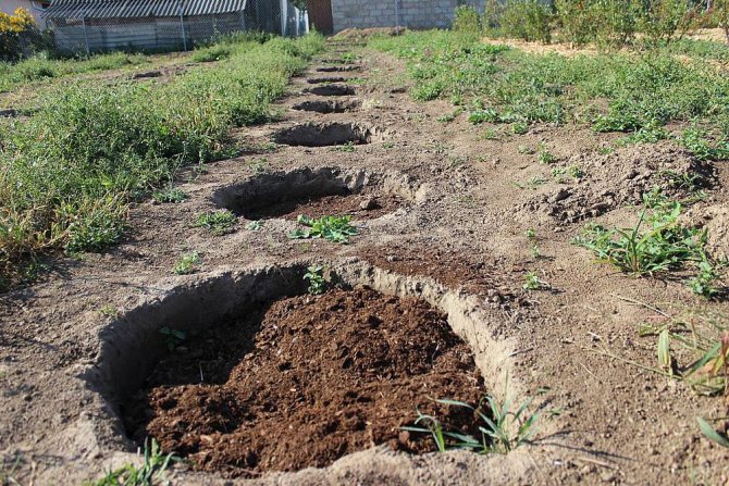 У посадкову яму вносять ті речовини, які відповідають вимогам ґрунту